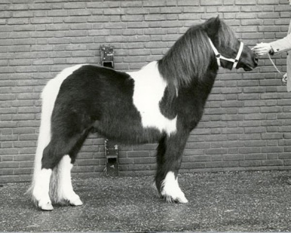 Deckhengst Uranus v.Heeselt (Shetland Pony, 1983, von Marlando van Stal Volmoed)
