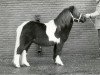 stallion Uranus v.Heeselt (Shetland Pony, 1983, from Marlando van Stal Volmoed)