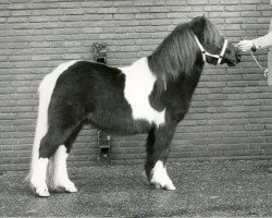 stallion Uranus v.Heeselt (Shetland Pony, 1983, from Marlando van Stal Volmoed)