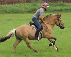 Pferd Kjartan (Fjordpferd, 2001, von Kristian)