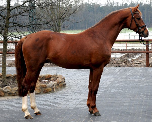 dressage horse Fred (Oldenburg, 2012, from Foundation 2)