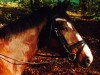 dressage horse Chapeau 7 (Rhinelander, 2008, from Christiano)