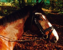 dressage horse Chapeau 7 (Rhinelander, 2008, from Christiano)