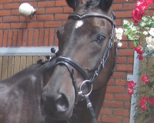 broodmare Romantika (Hanoverian, 2003, from Rohdiamant)