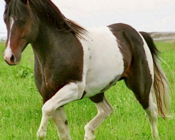 Deckhengst INFERNO Suffield Mustang (sonstiges Pony, 2003)