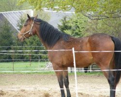 Springpferd Chicca Blue (Deutsches Sportpferd, 2009, von Chacco-Blue)