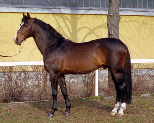 stallion Hospodar (Hungarian Warmblood, 1989, from Beaujolais 81 FIN)