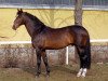 stallion Hospodar (Hungarian Warmblood, 1989, from Beaujolais 81 FIN)