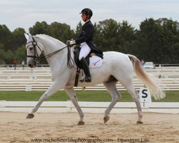 Dressurpferd Dunkerque (Dänisches Warmblut, 2000, von Don Schufro)