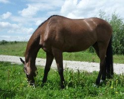 Pferd Cosmopolitan 35 (Polnisches Warmblut, 2001, von Malibu)