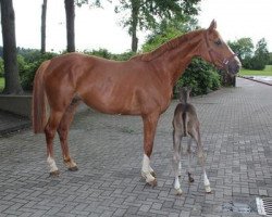 broodmare Cilly (Westphalian, 2003, from Couleur Rubin)