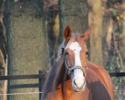 broodmare Pilopoly (Westphalian, 1998, from Pilot)