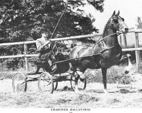 horse Craigweil Ballantrae (Hackney (horse/pony), 1945, from Fulwood Searchlight)