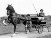 stallion Walton Diplomat (Hackney (horse/pony), 1947, from Fairbrother Spotlight)