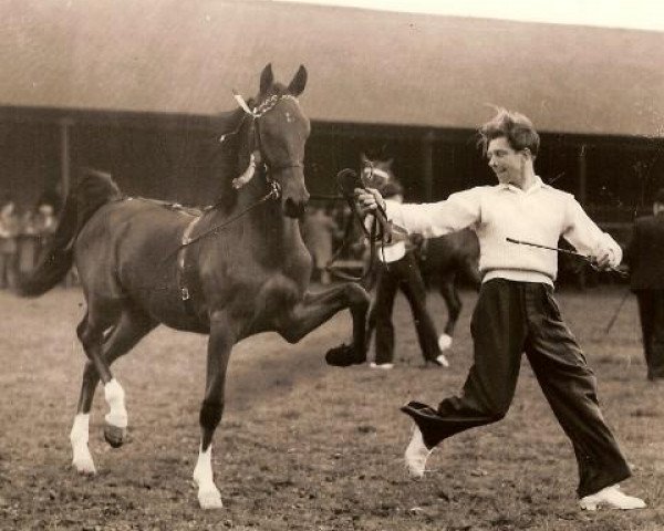 stallion Hurstwood Consul (Hackney (horse/pony), 1951, from Walton Diplomat)