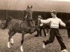 stallion Hurstwood Consul (Hackney (horse/pony), 1951, from Walton Diplomat)