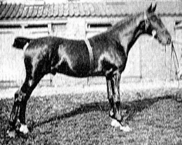 Deckhengst Mersey Searchlight (Hackney (Pferd/Pony), 1923, von Buckley Courage)