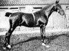 stallion Mersey Searchlight (Hackney (horse/pony), 1923, from Buckley Courage)