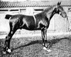 stallion Mersey Searchlight (Hackney (horse/pony), 1923, from Buckley Courage)