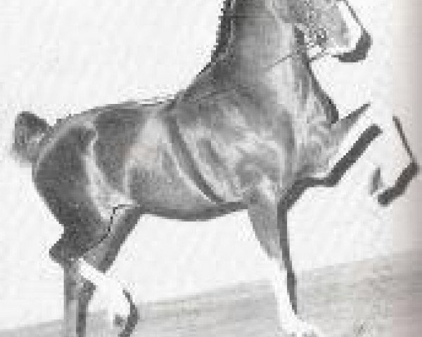 stallion Centurion (Hackney (horse/pony), 1968, from Marden Midas)