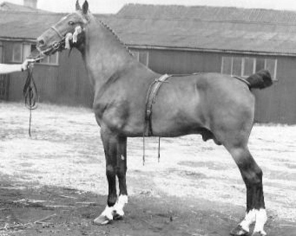 stallion Solitude (Hackney (horse/pony), 1933, from Buckley Courage)