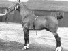 stallion Solitude (Hackney (horse/pony), 1933, from Buckley Courage)