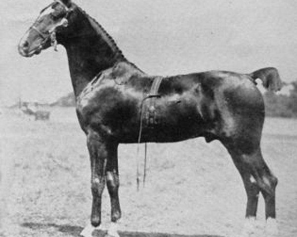 stallion Nork Spotlight (Hackney (horse/pony), 1931, from Mersey Searchlight)
