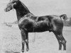 stallion Nork Spotlight (Hackney (horse/pony), 1931, from Mersey Searchlight)