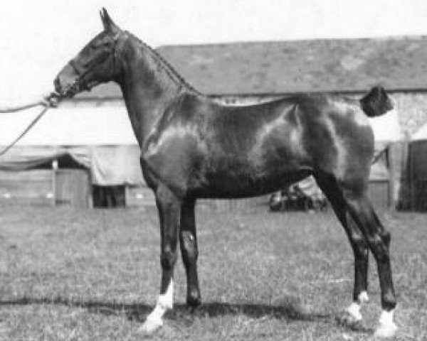 Zuchtstute Erlegh Maiden (Hackney (Pferd/Pony), 1934, von Nork Spotlight)