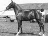 broodmare Erlegh Maiden (Hackney (horse/pony), 1934, from Nork Spotlight)