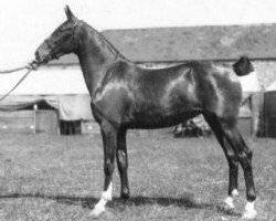 Zuchtstute Erlegh Maiden (Hackney (Pferd/Pony), 1934, von Nork Spotlight)