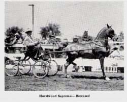 stallion Hurstwood Supremo (Hackney (horse/pony), 1944, from Solitude)