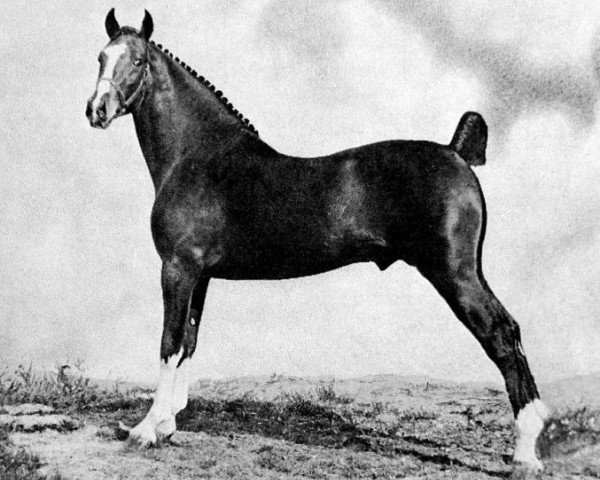 horse Boulder Radiant (Hackney (horse/pony), 1966, from Hurstwood Supremo)