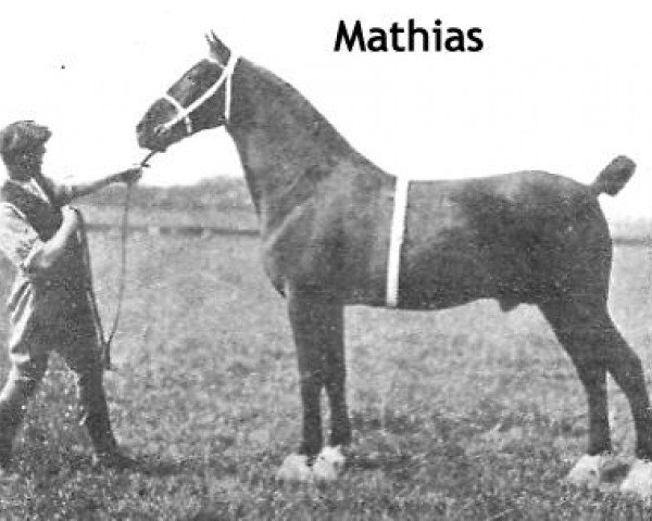Deckhengst Mathias (Hackney (Pferd/Pony), 1895, von Grand Fashion II)