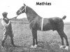 stallion Mathias (Hackney (horse/pony), 1895, from Grand Fashion II)