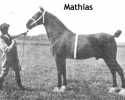 stallion Mathias (Hackney (horse/pony), 1895, from Grand Fashion II)