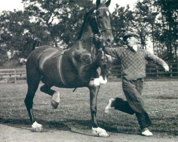stallion Buckley Courage (Hackney (horse/pony), 1918, from Mathias)