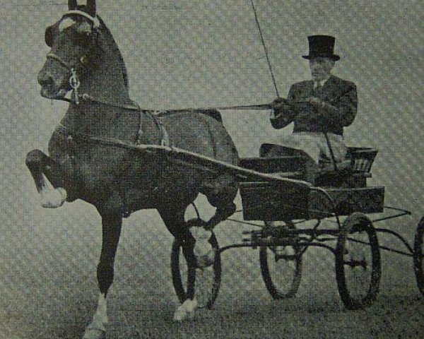 stallion Black Magic of Nork (Hackney (horse/pony), 1939, from Nork Spotlight)