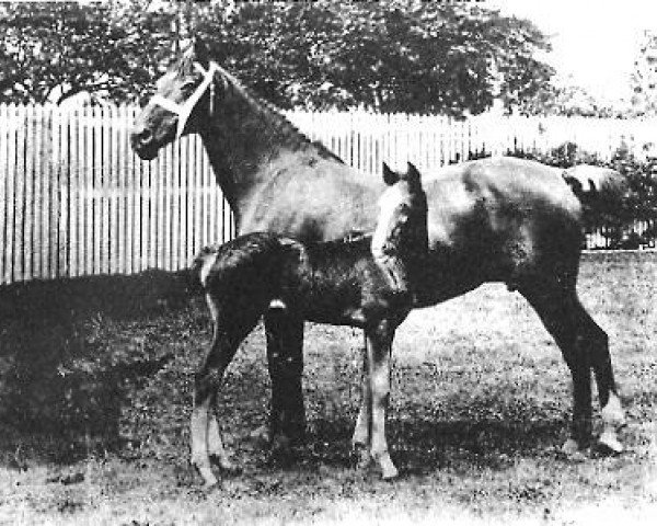 Zuchtstute Ophelia (Hackney (Pferd/Pony), 1884, von Danegelt)