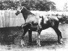 broodmare Ophelia (Hackney (horse/pony), 1884, from Danegelt)