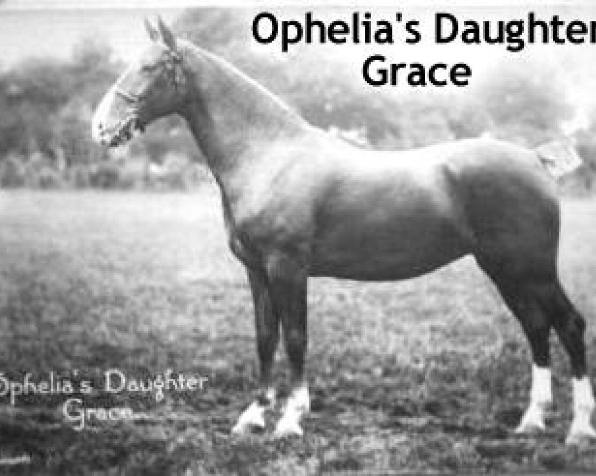 broodmare Ophelia's Daughter Grace (Hackney (horse/pony), 1905, from Royal Danegelt)