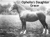 broodmare Ophelia's Daughter Grace (Hackney (horse/pony), 1905, from Royal Danegelt)