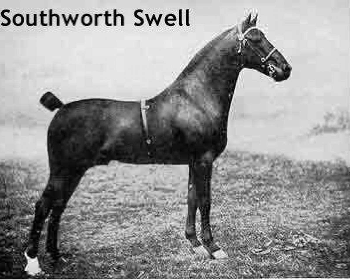 Deckhengst Southworth Swell (Hackney (Pferd/Pony), 1907, von Pinderfields Horace)