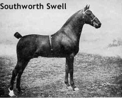 Deckhengst Southworth Swell (Hackney (Pferd/Pony), 1907, von Pinderfields Horace)