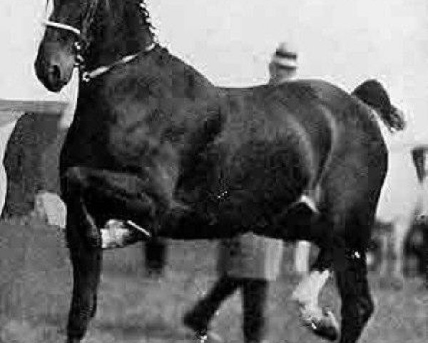 horse Axholme Sunbeam (Hackney (horse/pony), 1919, from Southworth Swell)