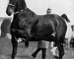 horse Axholme Sunbeam (Hackney (horse/pony), 1919, from Southworth Swell)