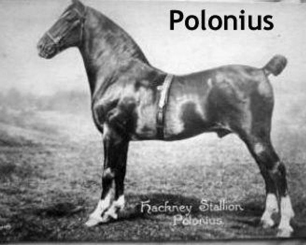 stallion Polonius (Hackney (horse/pony), 1892, from Wreghitt's Wildfire)