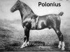 Deckhengst Polonius (Hackney (Pferd/Pony), 1892, von Wreghitt's Wildfire)