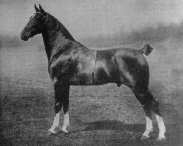 horse Albin Wildfire (Hackney (horse/pony), 1907, from Polonius)