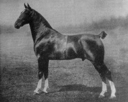 Pferd Albin Wildfire (Hackney (Pferd/Pony), 1907, von Polonius)